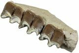 Fossil Running Rhino (Hyracodon) Jaw Section - South Dakota #232226-3